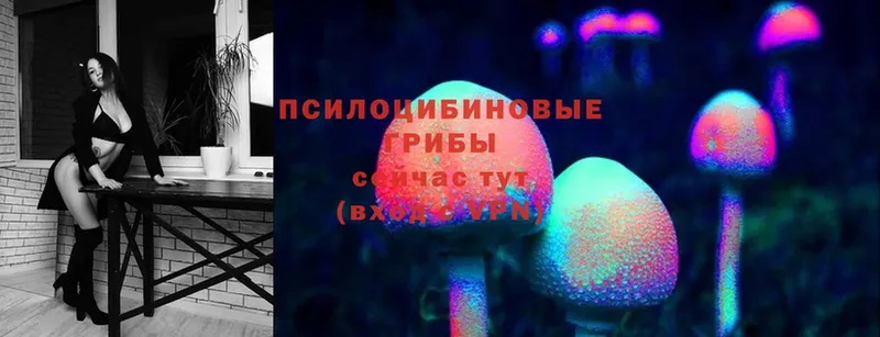 Галлюциногенные грибы Psilocybine cubensis  Луга 